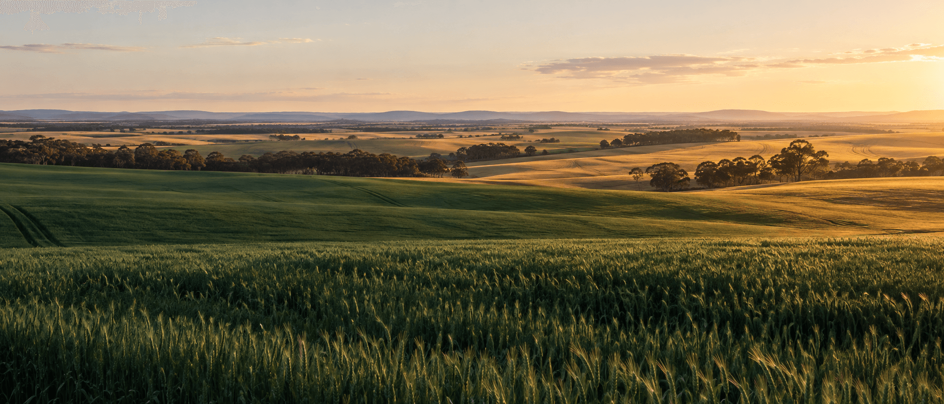 Green and golden fields stretching into a softly lit rural horizon